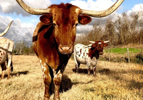Become a Licensed Real Estate Agent in Texas: A Step-by-Step Guide